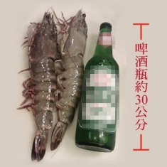 野生の海虎蝦 1公斤4尾